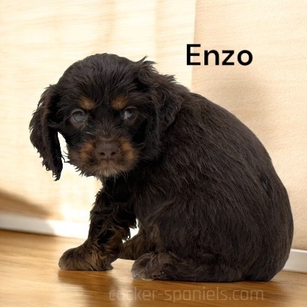 puppy, for, sale, Cocker Spaniel, Joe & Cherri  Overlease, dog, breeder, Miller, MO, dog-breeder, puppy-for-sale, forsale, nearby, find, puppyfind, locator, puppylocator, aca